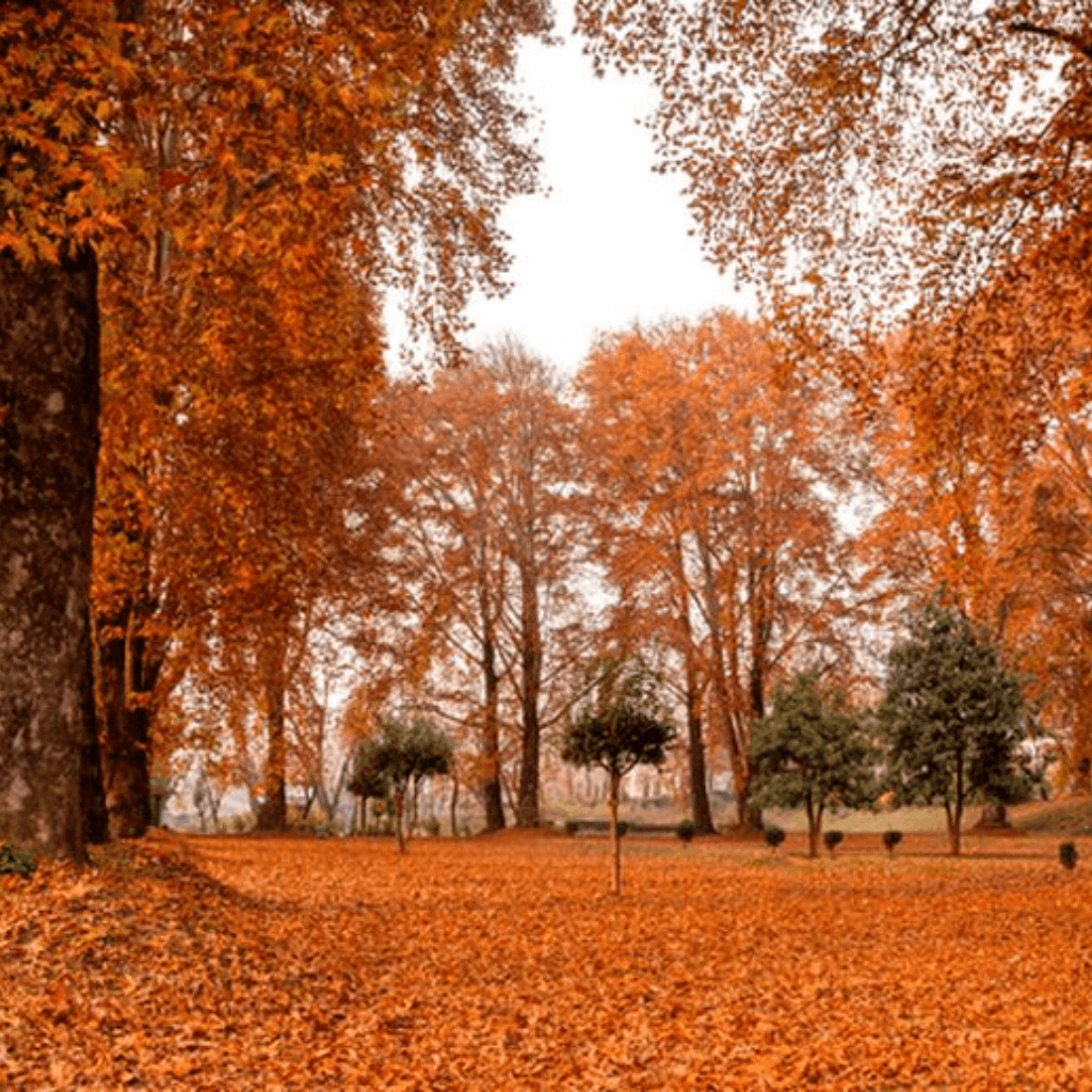 luxury car rental srinagar