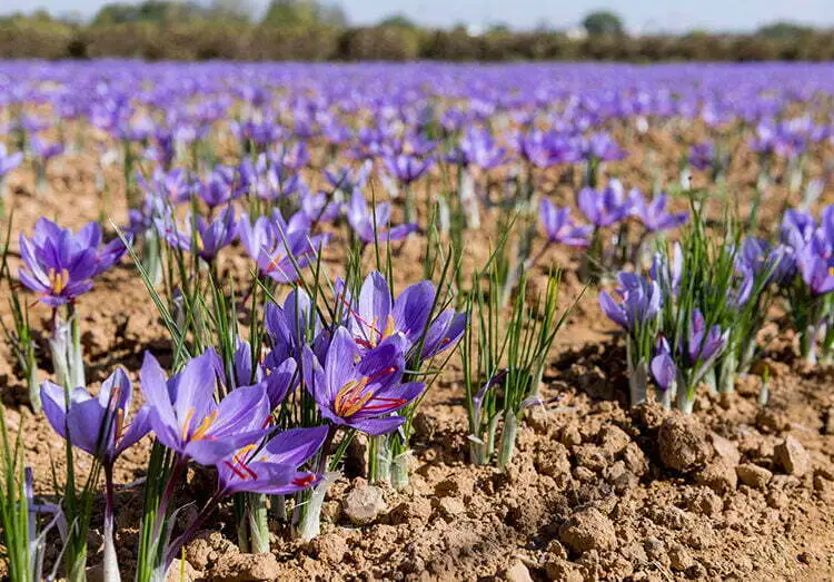 Pampore saffron fields